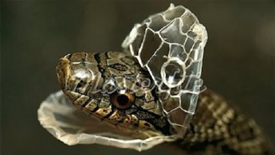 معلومات مثيرة حول تغيير جلد الثعبان.. اكتشفها