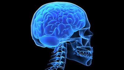حقائق شيقة عن دماغ الإنسان.. تعرف عليها
