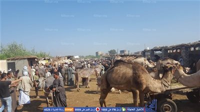 10 شروط للأضحية الصحيحة والمضحي.. تعرف عليها