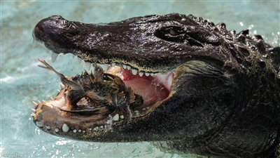 حقيقة وفاة أكبر تمساح في العالم 