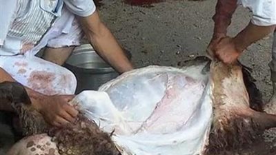 سؤال وجواب.. هل يجوز إعطاء الجزار جلد الأُضْحية في عيد الأضحى؟
