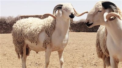 سؤال وجواب.. ما هو أفضل وقت لذبح الأُضحية؟