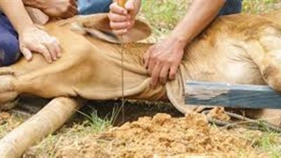 سؤال وجواب.. هل يجوز ذبح الأُضحية في ليالي أيام النحر؟