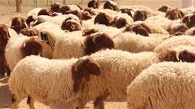 للمضحي.. تعرف على الشروط الواجب توافرها في الأضحية