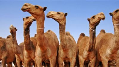 سؤال وجواب.. هل يجوز أن تكون الأُضحية من غير الأنعام؟