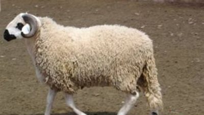 تعرف على ثواب الأضحية 