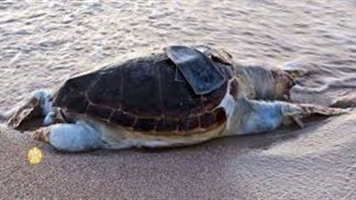 المكسيك تعثر على 113 سلحفاة 