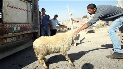 هل يجوز الادخار من لحم الأُضْحِيَّة؟