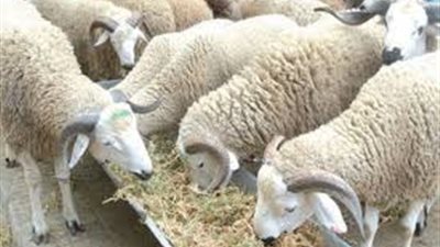 ما حكم الشرع في تجميع جلود الأضاحي وبيعها في مزاد علني؟