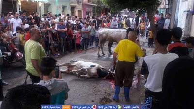 الجزارون يخالفون قرار محافظ السويس ويذبحون في الشوارع  (صور)