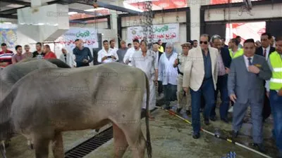 محافظ الدقهلية: ذبح 30 رأس ماشية وتوزيعها على الأسر الأولى بالرعاية 