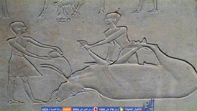 مفتش آثار: قدماء المصريين أول من عرفوا الأضحية.. وجدارية تسجل ذلك 