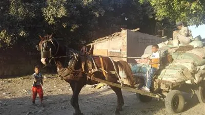 أطفال المدابغ في العيد.. من نقل الجلود إلى تأجير الخيول (صور)
