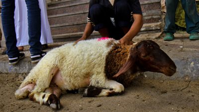 بعد وصول سعره 6 آلاف جنيه.. المصريون محرومون من خروف العيد