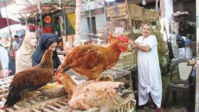 أسعار الدواجن اليوم الجمعة 24 ـ 8 ـ 2018 بمحافظة الإسماعيلية