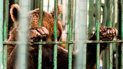 إقبال كثيف على حديقة الحيوان آخر أيام العيد (صور)