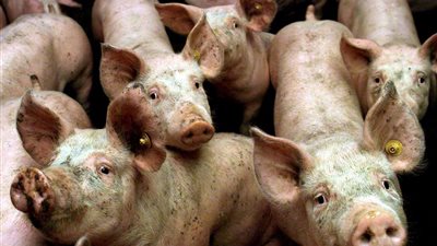 انفلونزا الخنازير تصل أوروبا.. رومانيا تعدم 135 ألف خنزير