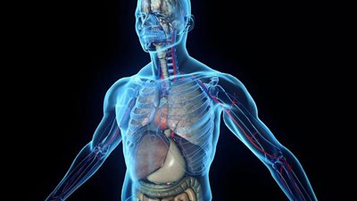 اكتشاف عضوا جديدا في جسم الإنسان