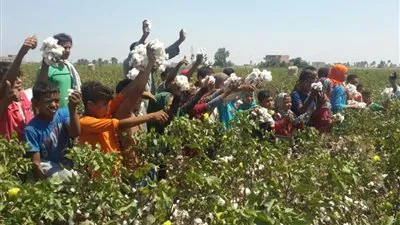 توصيات هامة لزيادة الإنتاج لمزارعي القطن في الإسماعيلية