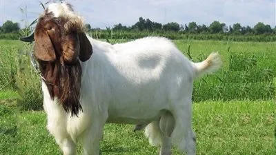 دراسة توضح حب الماعز للأشخاص المبتسمين