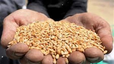 الأردن يشتري 60 ألف طن من الشعير في مناقصة