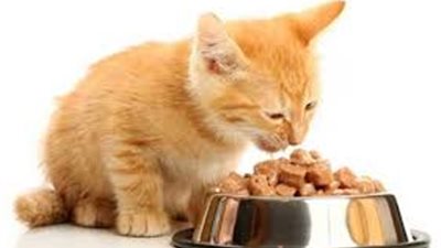 احذر من إعطاء الشيكولاتة للقطط والكلاب!