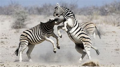 تعرف على أهمية خطوط الحمار الوحشي.. حقائق مذهلة