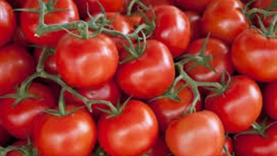 عاجل.. أول رد حكومي على وجود طماطم سامة بعد ظهور 