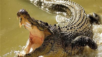 في أوغندا.. تمساح ضخم يلتهم امرأة وطفلها الرضيع