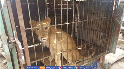 شرطة البيئة تضبط 5 أسود إفريقية بالخانكة (صور)