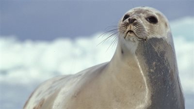 حقائق مذهلة عن  كلب البحر.. تعرف عليها