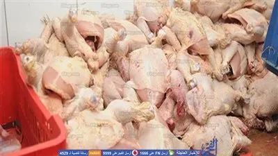 ضبط 2.5 طن دواجن فاسدة داخل مجزر بدون ترخيص