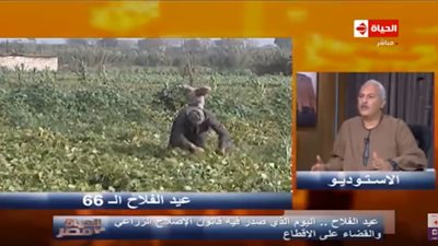  نقيب الفلاحين: زراعة أكثر من 500 ألف فدان قطن العام المقبل