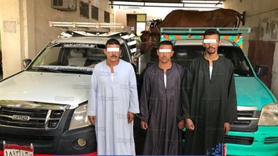 ضبط مرتكبي واقعة سرقة سيارة محملة ماشية بأسيوط 