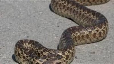 ثعبان في المطار يثير الزعر بين الركاب (فيديو)