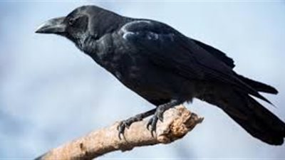 لماذا اختار الله الغراب ليعلم الإنسان طريقة الدفن؟