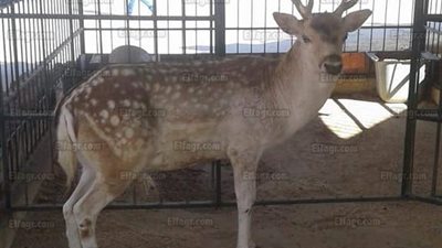 بينهم 11 حصانا و7 نسانيس.. ضبط حيوانات وطيور مهددة بالانقراض بالإسكندرية (صور)