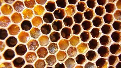 تجارة وصناعة دبي: مليون درهم قيمة واردات العسل للإمارات في عام