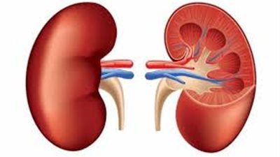 أطعمة تدمر الكلى.. احذر تناولها