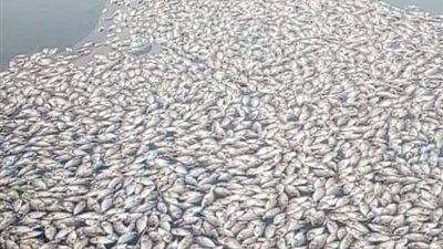 نفوق طن ونصف سمك في ظروف غامضة ببحيرة عرب العليقات بالخانكة