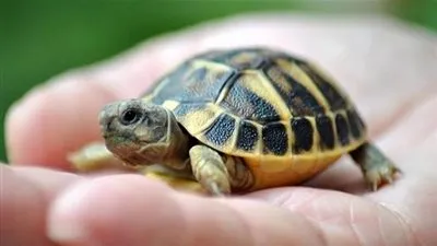 مفاجأة.. العثور على سلحفاة ميتة داخل 