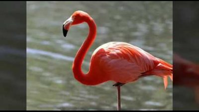 ما سر وقوف طيور 