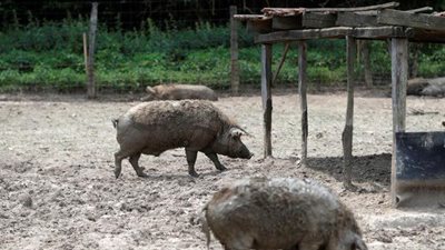 الصين تعلن تفشى جديد لانفلونزا الخنازير