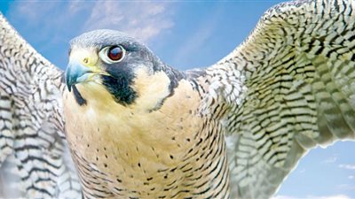 حقائق مدهشة حول الصقور.. تعرف عليها