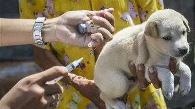 في اليوم العالمى لداء الكلب.. تعرف على أعراضه وطرق علاجه