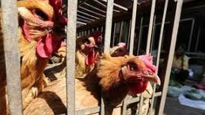 الصين تعدم آلاف الدواجن بعد اكتشاف حالة انفلونزا الطيور