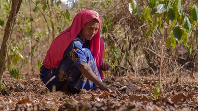 في اليوم العالمي لها.. تعرف على أضرار القهوة 