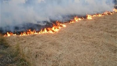 تحرير ٥٠ محضر حرق قش أرز في الدقهلية 