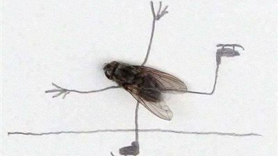 فنان يستخدم الذباب الميت في رسوماته (صور)