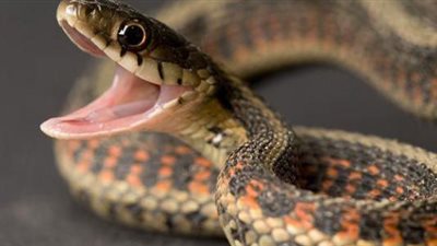 طوله أربعة أمتار.. ثعبان يثير الفزع بقرية تركية!